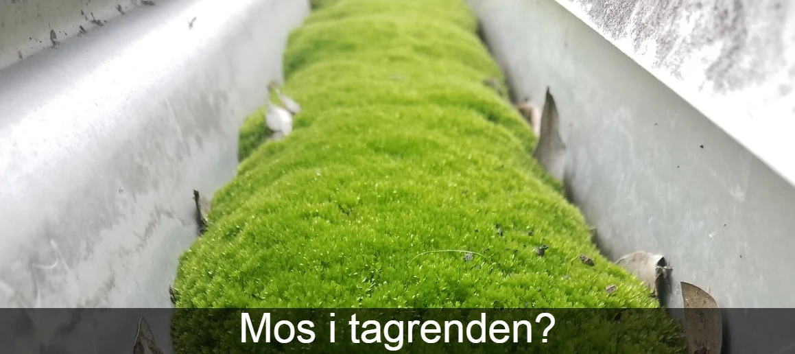 Mos i tagrenden?